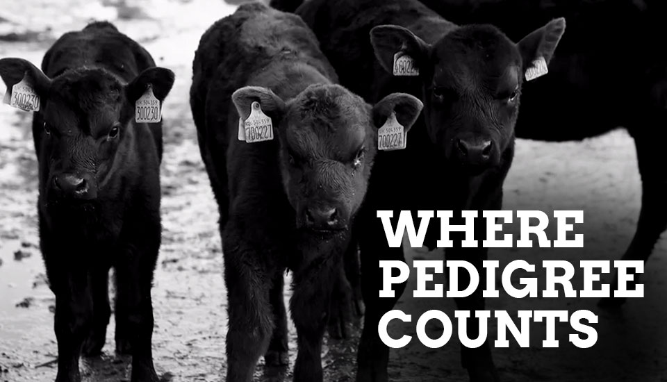 crodh dubh pedigree cattle
